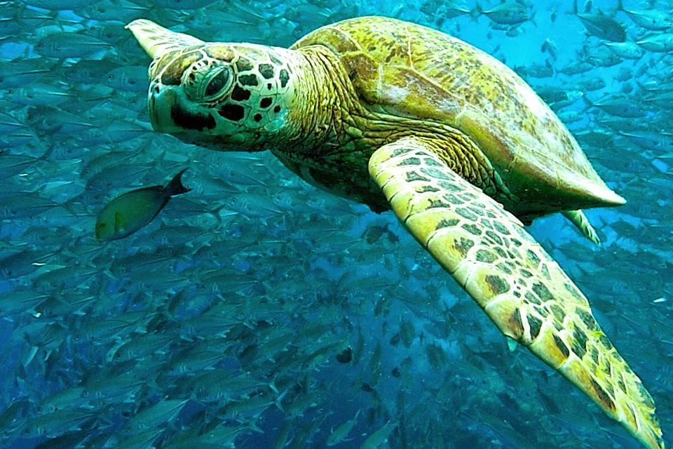 ウミガメ