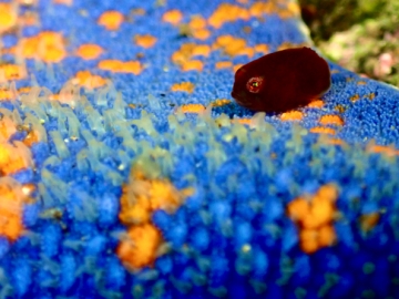 ホテイウオの稚魚