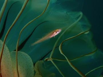 アカクラゲの触手に隠れるスケソウダラの稚魚