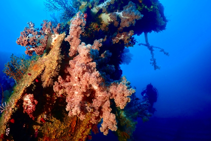 日本最大級のレック】伊豆が誇る熱海の巨大沈船エクスプローラーダイブ