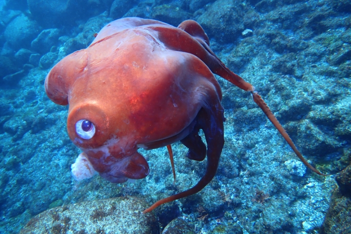 タコ 熊野灘のタコ3種 | 鳥羽水族館 飼育日記